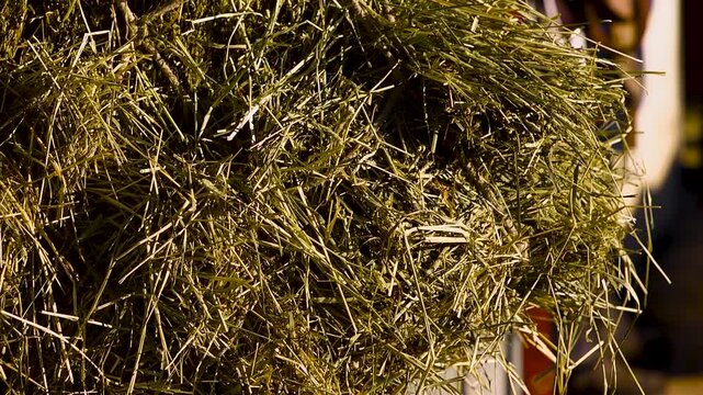 Close up of hay bail hanging on the wall of a barn stall