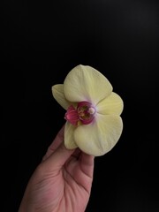 orchid in hand © Amber