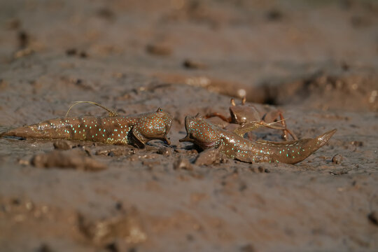 Two Mudskippers Fighting on a Mangrove Mudflat