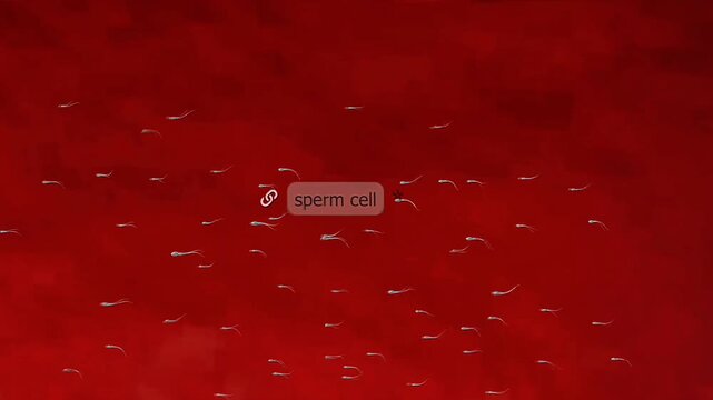 Educational view of human fertilisation showing sperm entry, nuclear fusion, and formation of a zygote.
