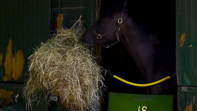 Close up of horse eating hay standing in barn stall