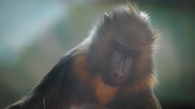 Mandrill Gaze in Soft Light, Cinematic Wildlife Scene, This captivating sequence showcases a mandrill's intense and expressive gaze against a softly blurred background