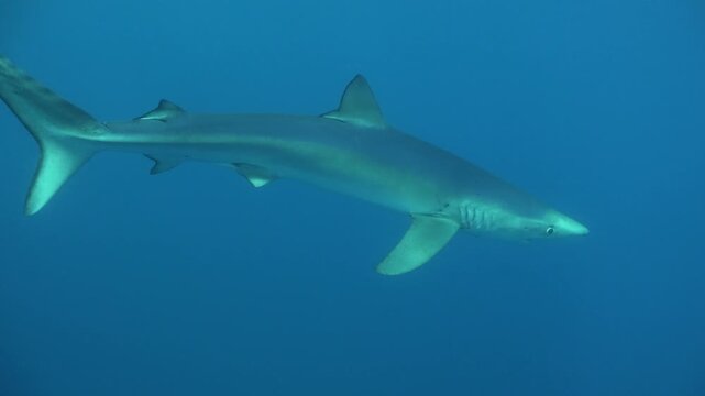 Shark Swims Near Cage with Fish in Blue Ocean Depths, Cinematic Wildlife Scene, This underwater sequence follows a shark as it explores its environment near a suspended