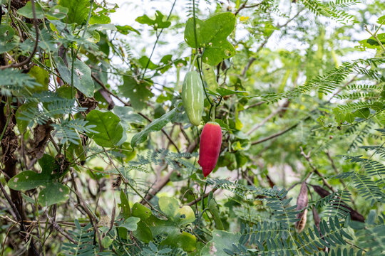 Ripe red and raw green Ivy Gourd (Coccinia grandis) fruits hanging on vine with natural foliage, botanical Close up