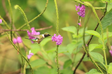 The little woodstar (Chaetocercus bombus), called estrellita chica in South America, is a Near Threatened species of hummingbird in tribe Mellisugini of subfamily Trochilinae. © feathercollector