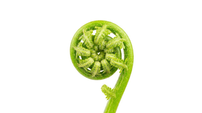 Vibrant green fiddlehead fern frond, unfurling spiral of a young fern leaf, organic botanical growth and spring nature concept isolated PNG with Transparent Background