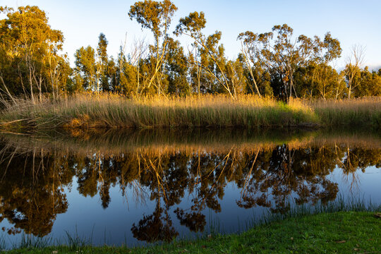 river reeds, reflections and Klein River and Mountains at sunrise, Stanford, South Africa