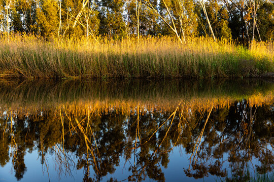 river reeds, reflections and Klein River and Mountains at sunrise, Stanford, South Africa