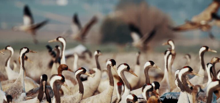 Cranes Gathering on Shoreline at Dawn, Cinematic Wildlife Scene, This evocative video showcases a large flock of cranes gathered along a shoreline during early morning