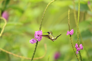 The little woodstar (Chaetocercus bombus), called estrellita chica in South America, is a Near Threatened species of hummingbird in tribe Mellisugini of subfamily Trochilinae. © feathercollector