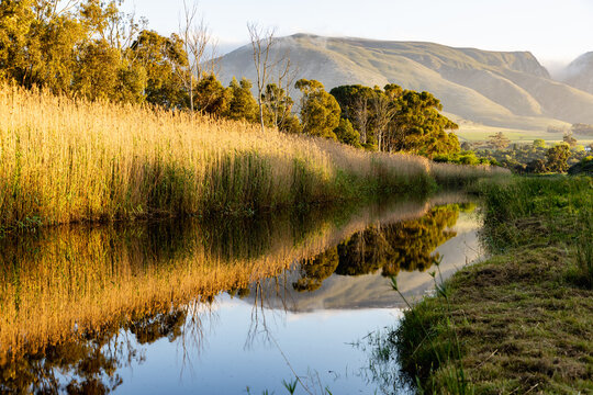 river reeds, reflections and Klein River and Mountains at sunrise, Stanford, South Africa