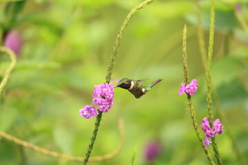 The little woodstar (Chaetocercus bombus), called estrellita chica in South America, is a Near Threatened species of hummingbird in tribe Mellisugini of subfamily Trochilinae. © feathercollector