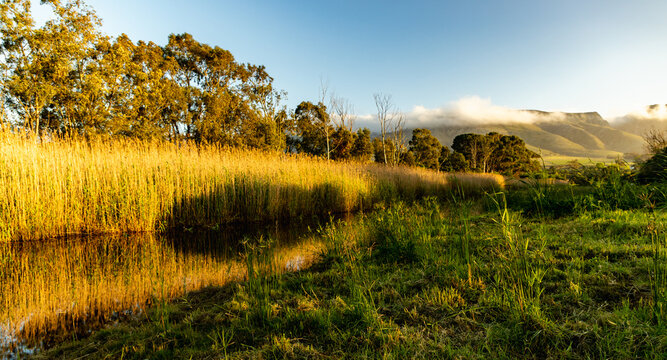 golden retriever, reeds, reflections , river and mountains at sunrise, Stanford, South Africa
