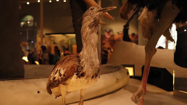 Low angle close up of taxidermy bird specimen inside natural history museum with prehistoric animal exhibits in background.