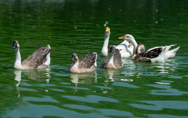 Gaggle of Geese enjoy in a pond in a pleasant weather © HAYAVISTA