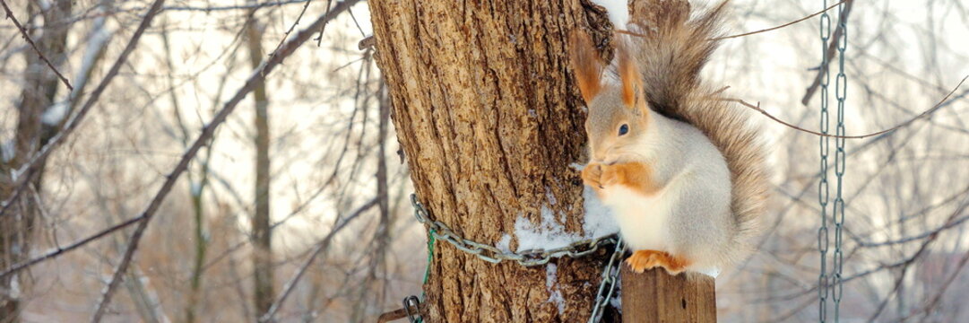 A beautiful red squirrel sits at a feeder, eating seeds in the park on a winter day.