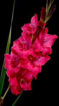 Magneta Gladiolus Flowers In Bloom Against Black Background