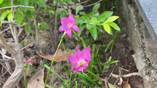 Close-up of pink rain lily flowers (Zephyranthes rosea) blooming and swaying in the wind in a garden bed, summer stock footage.