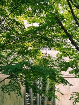 木漏れ日