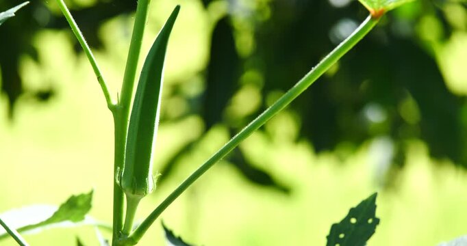 (Abelmoschus esculentus) Abelmoschus esculentus is growing on a plant in an organic garden, a herb garden.