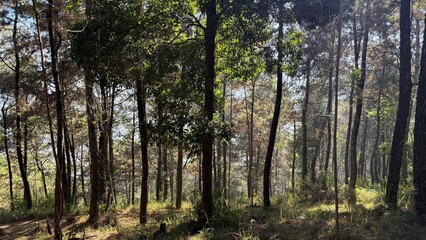 Obraz premium trees in the forest