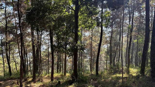 trees in the forest