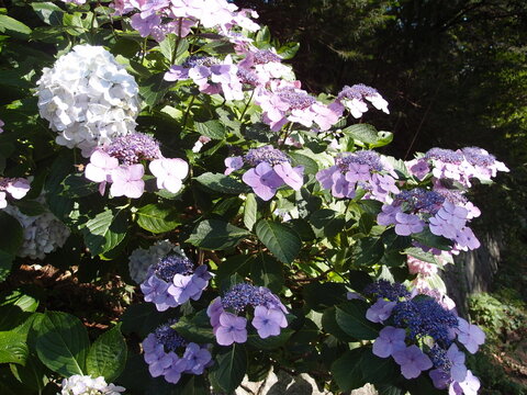 Blooming purple lacecap hydrangea flowers in sunny garden