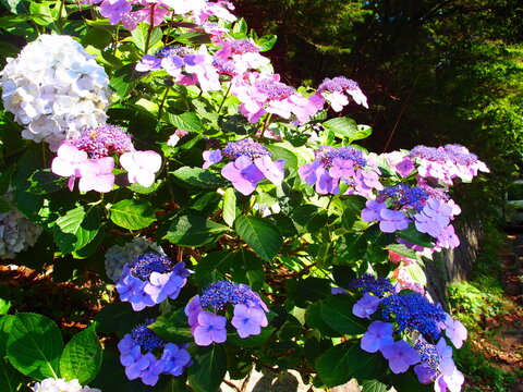 Purple lacecap hydrangea bush blooming in outdoor park