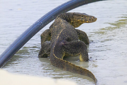 Full size adult water monitor, entering the South China Sea, Borneo.