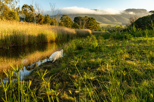 golden retriever, reeds, reflections , river and mountains at sunrise, Stanford, South Africa