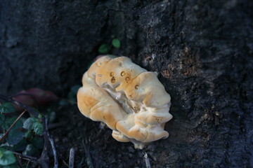 Ganoderma applanatum - woody bracket fungus © SHELL