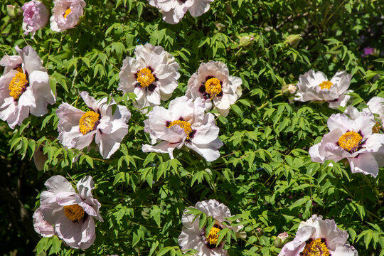 Peony bud Bloom White Tree Peonies Bush garden with Pink petal Flowers nature