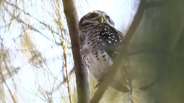 Spotted owlet peering out from a tree hollow framed by pine leaves under sunlight.