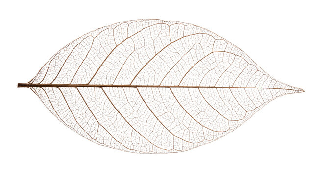 Skeleton leaf with intricate vein structure, delicate brown dried leaf anatomy, organic botanical texture for natural design projects isolated PNG with Transparent Background
