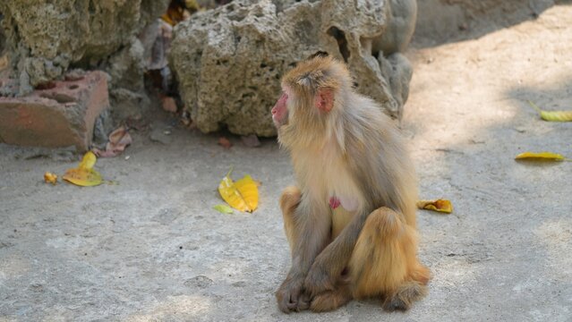 side portrait of female snow monkey sitting along looking to other side, monkey dazzing off in the afternoon in the zoo