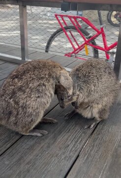 Two quokkas cuddling and grooming each other, Rottnest Island