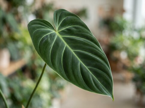 Close up of a lush green Philodendron leaf with prominent veins.