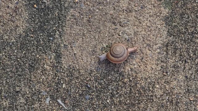 Siamese Common Snail, Sarika siamensis, is slowly crawling on the sand. Small to medium sized air breathing land snail native to Thailand and Southeast Asia.