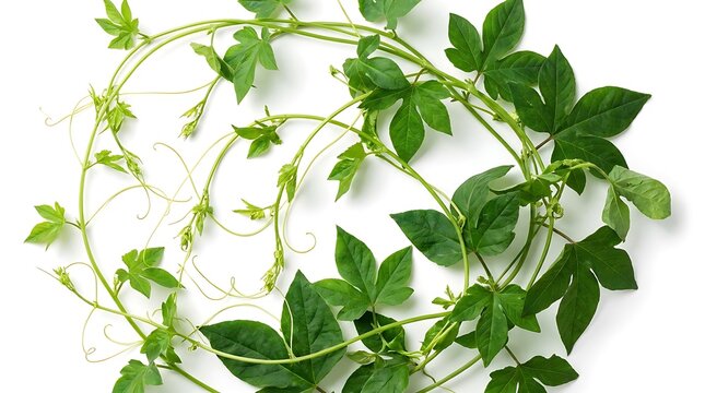 Fresh green climbing vine with detailed lobed leaves and delicate tendrils arranged in a circular wreath pattern