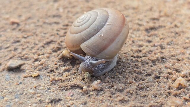Siamese Common Snail, Sarika siamensis, is slowly crawling on the sand. Small to medium sized air breathing land snail native to Thailand and Southeast Asia.