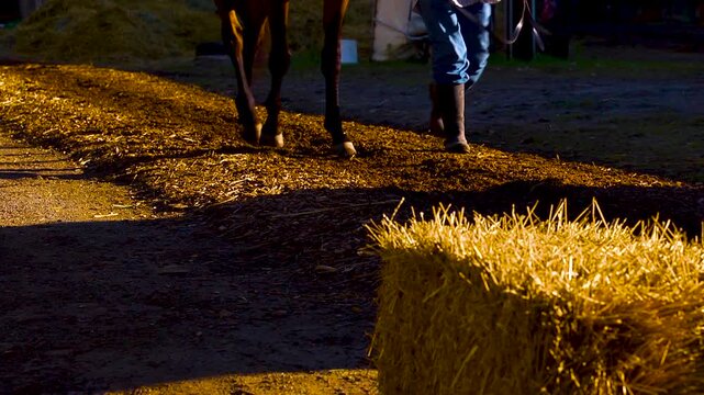 Close up of horse walking on the farm in golden light