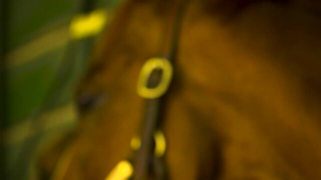 Close up of horses face and eyes