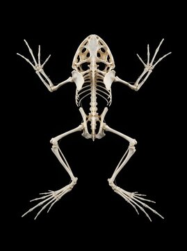 Anatomical study of a frog skeleton isolated on a black background, showing bone structure