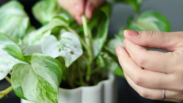 Person removes dead leaves from a green Epipremnum pothos plant, inspecting the foliage for health in a bright indoor setting