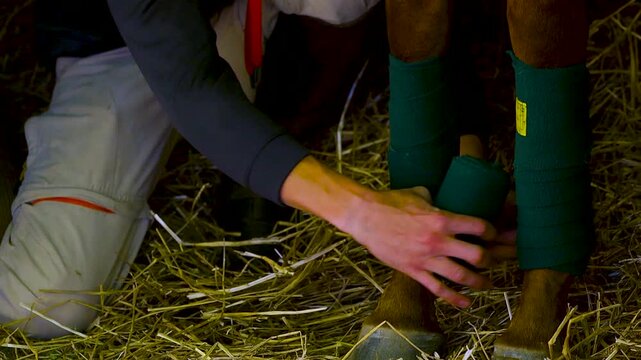 Close up of jockey wrapping horses legs before a race