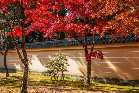 京都の寺院の土塀を彩る鮮やかな紅葉