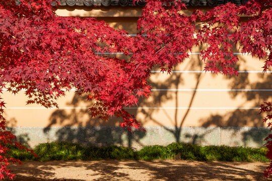 京都の寺院の土塀を彩る鮮やかな紅葉