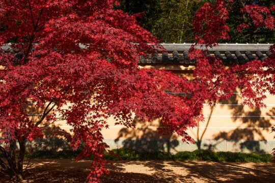 京都の寺院の土塀を彩る鮮やかな紅葉