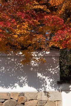 京都の寺院の土塀を彩る鮮やかな紅葉