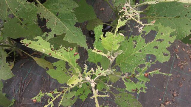 Camera movement over severe defoliation of aubergine plant caused by red beetle larvae infestation